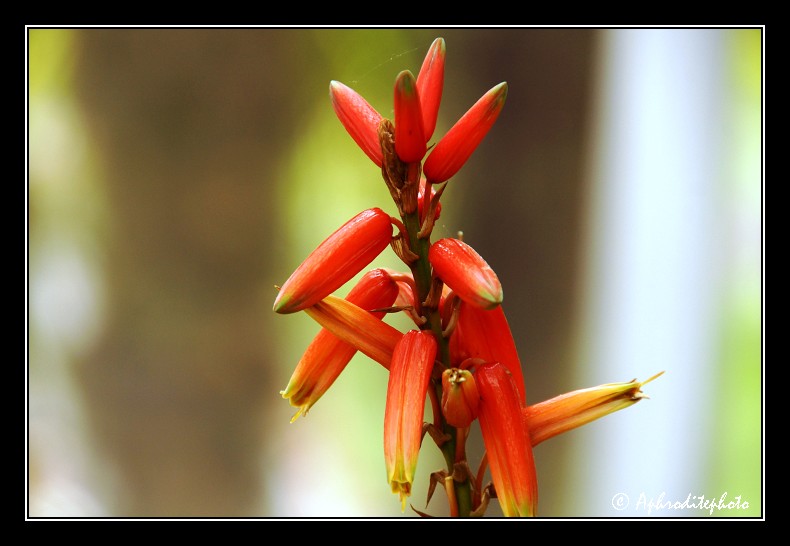 021 Fleurs